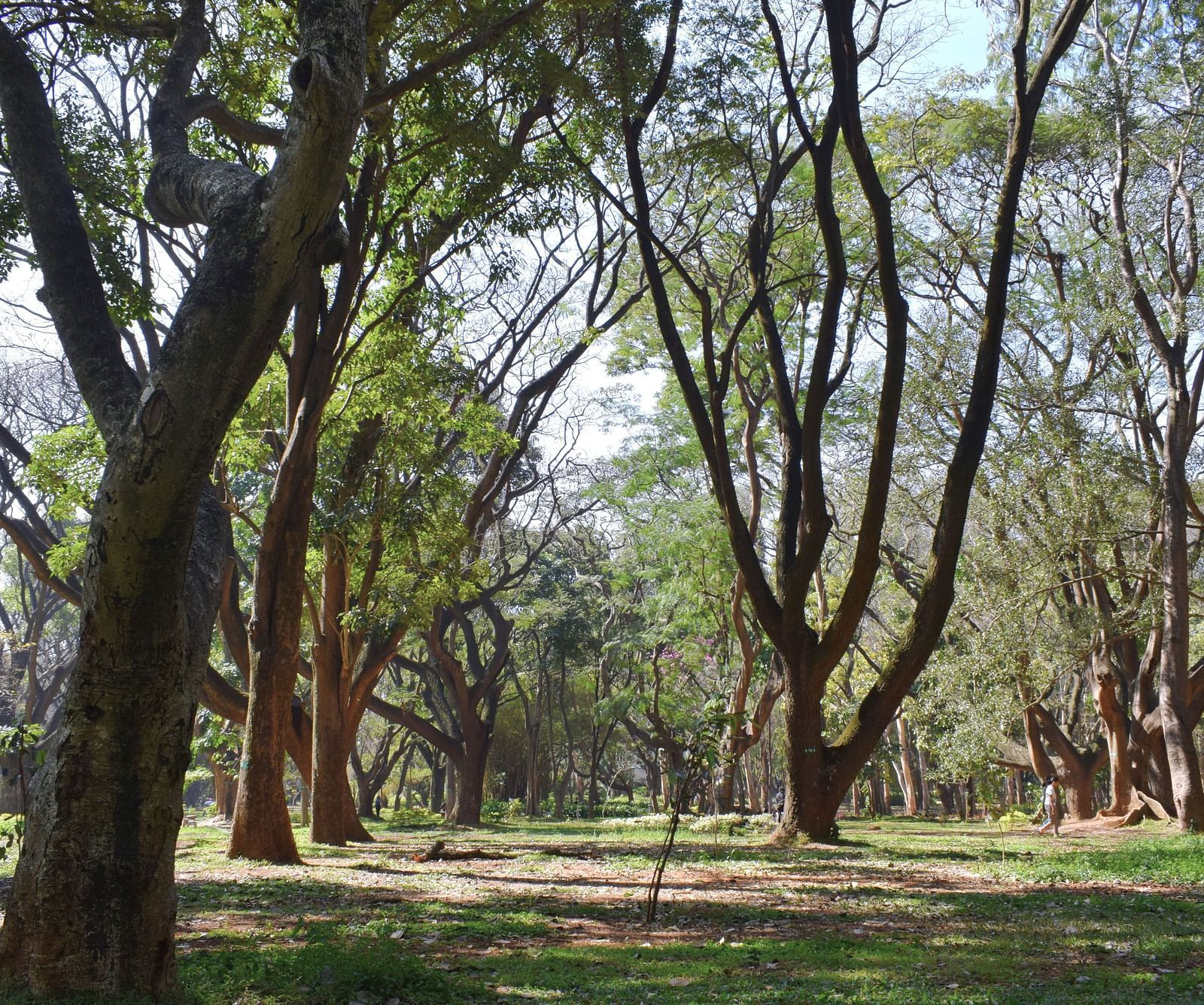 An image of lush green park with tall trees and expansive lawns.