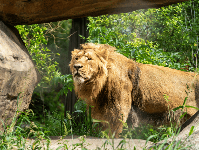 A majestic lion stands beside large rocks in a lush forest area.