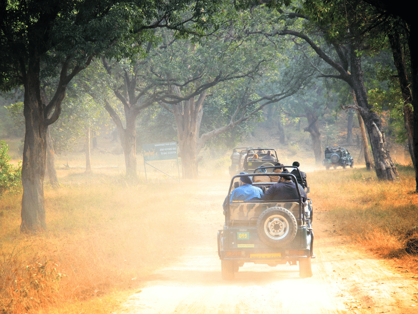 A safari vehicle driving along a forest road with trees on both sides, sunlight filtering through, and dust visible behind the vehicle.