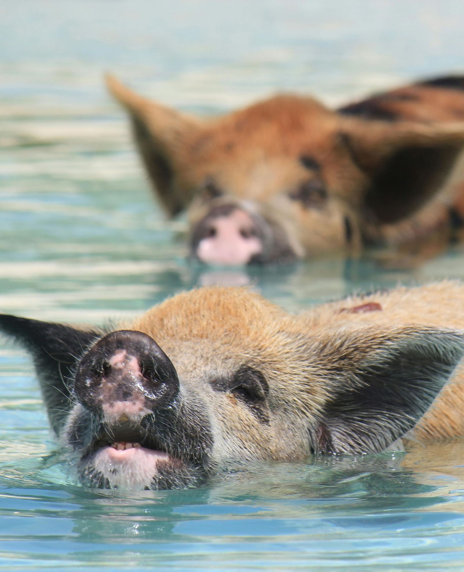 2 pigs swimming in clear blue water