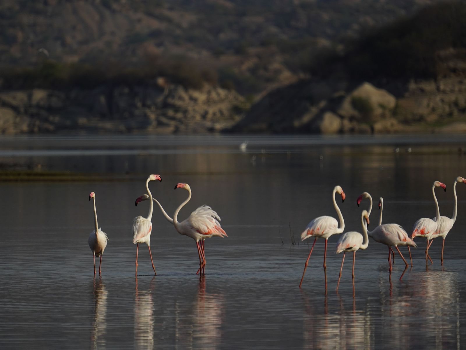 A group of Greater Flamingos  on the lake side surrounded by trees