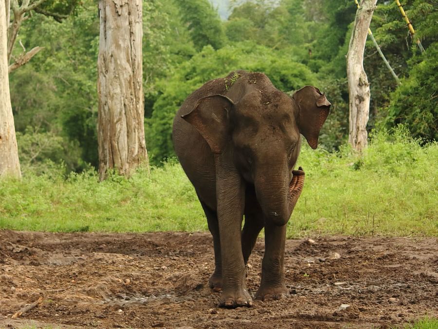 Mudumalai