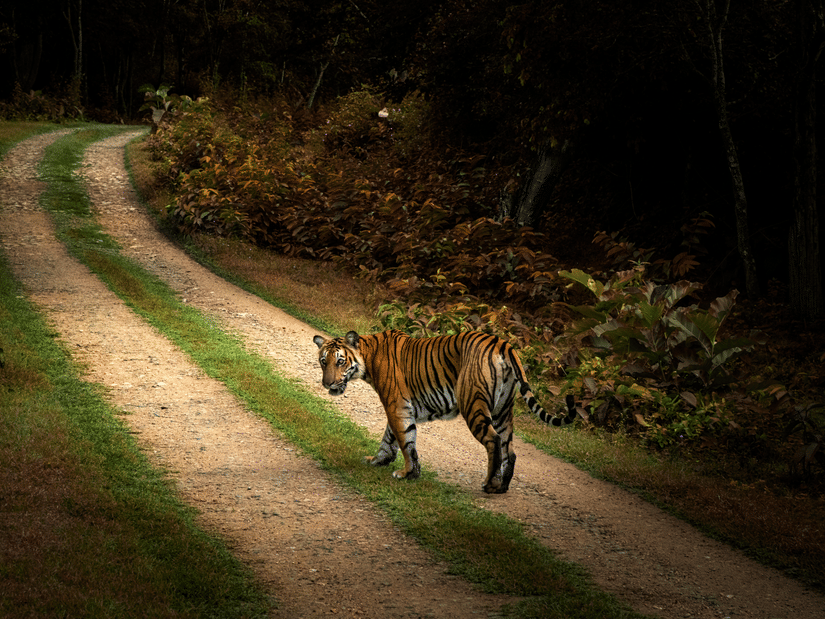 A Tiger walking on a dirt path in a forest, while looking back.