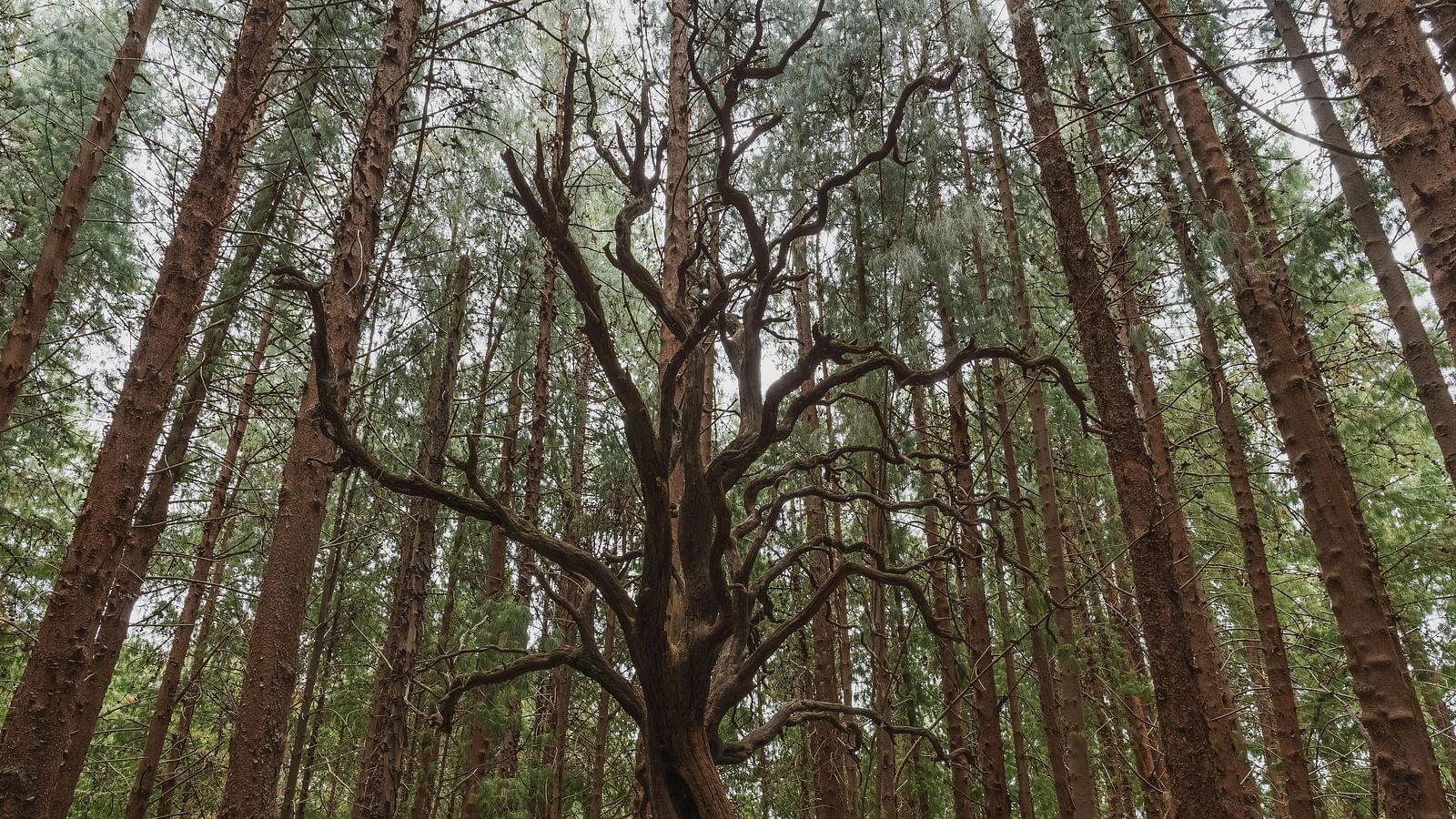 Leafless tree with bare branches standing among other leafy trees in a forested area.