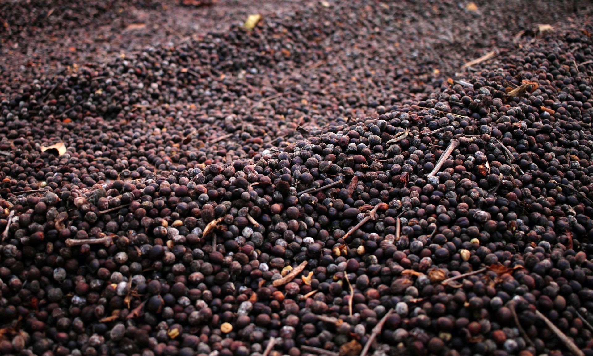 Pile of drying coffee cherries or black pepper berries.