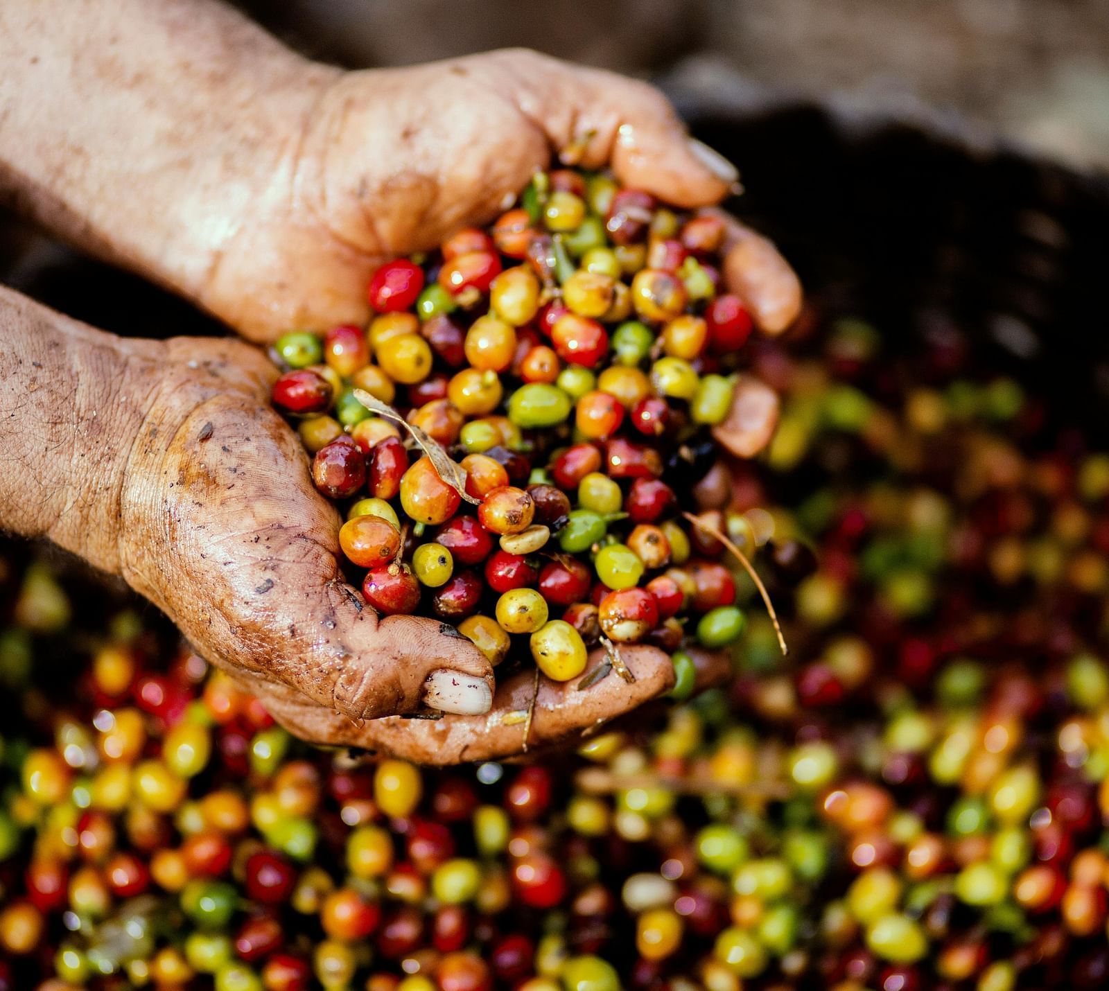 Two hands are cupping a pile of freshly picked coffee cherries.
