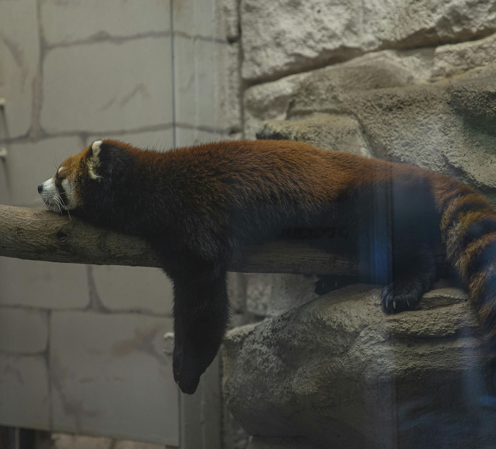 Himalayan Zoological Park