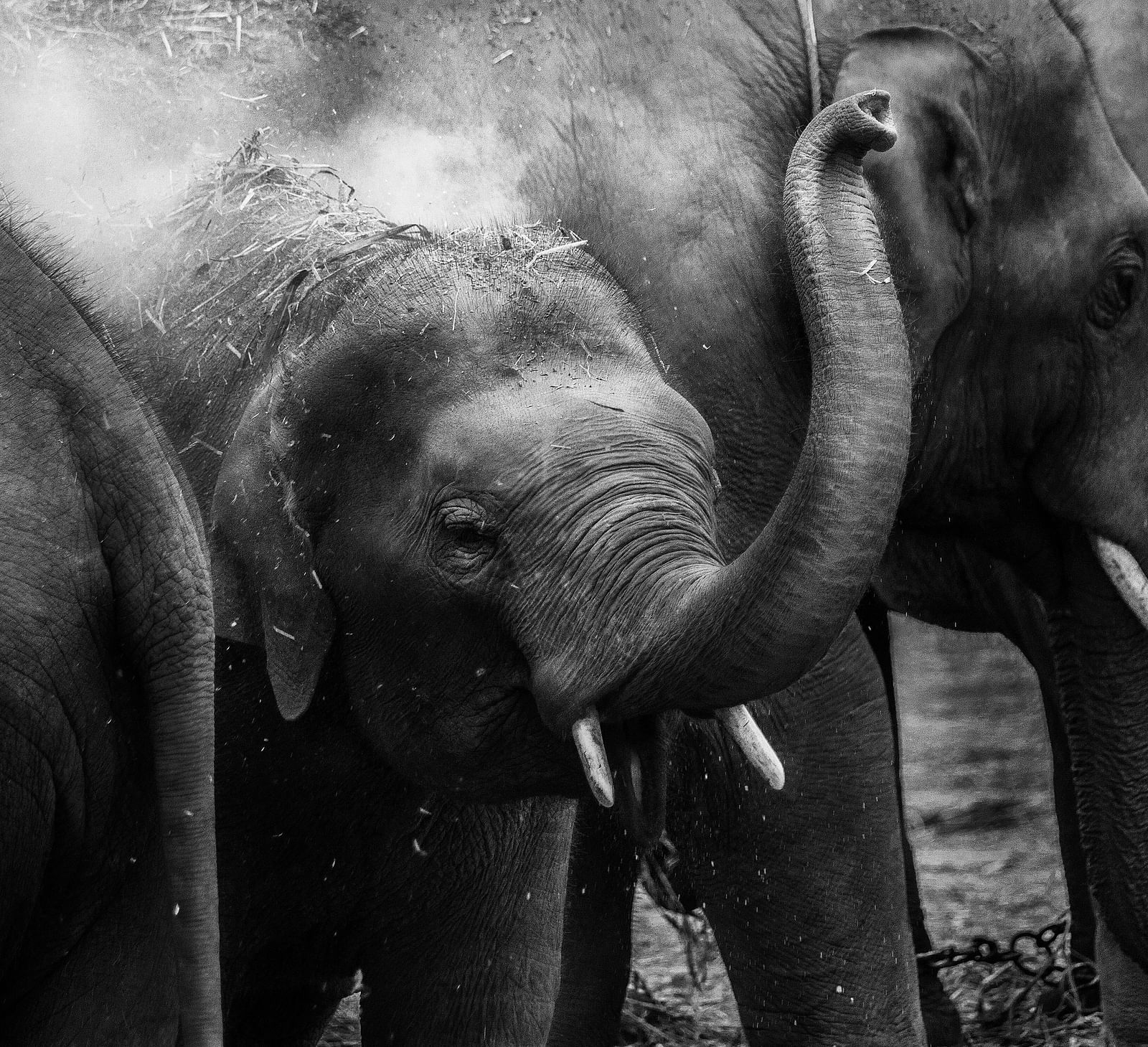 A black and white image of a calf next to large elephants playing