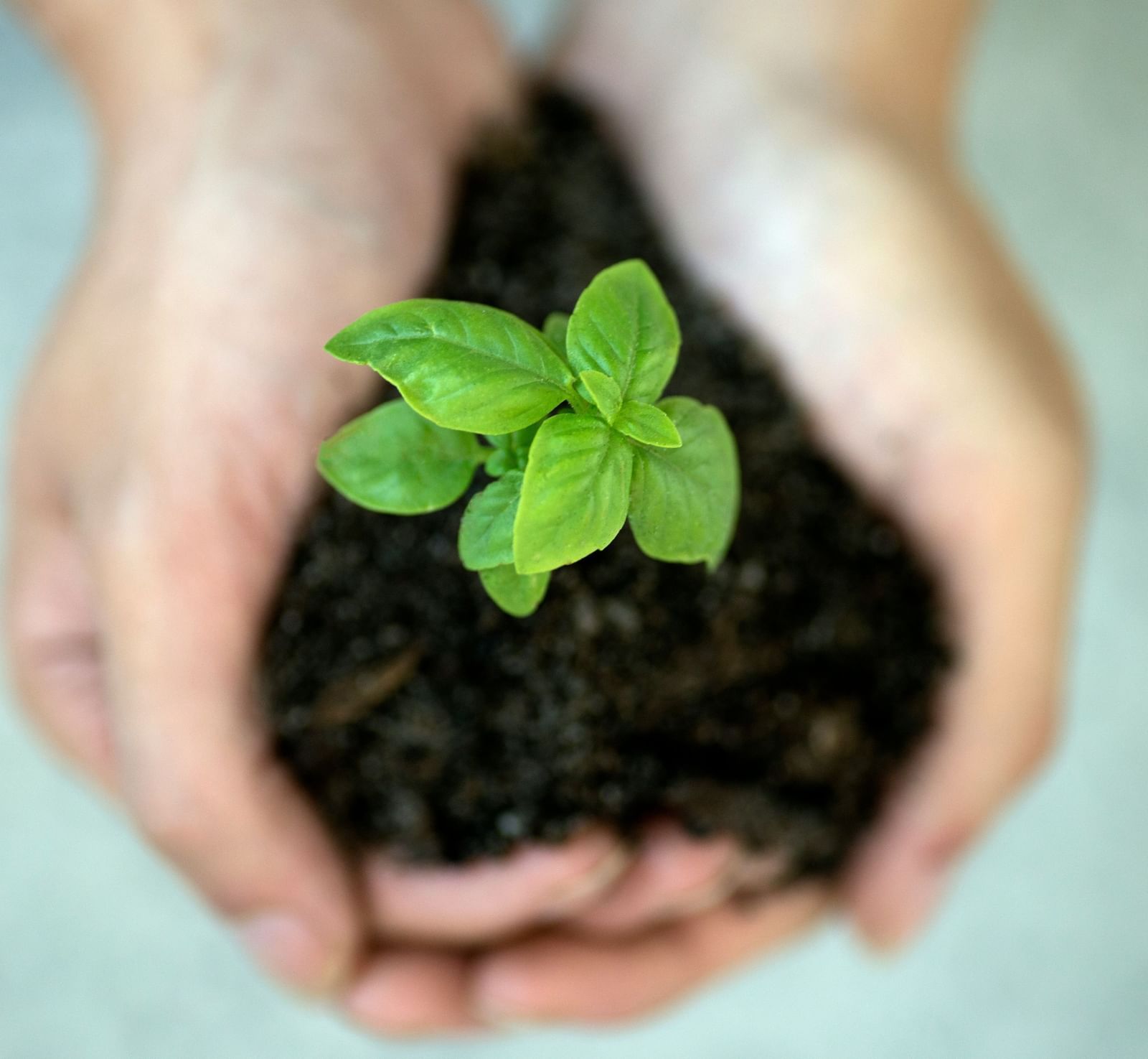 A top-angle shot of the palms of a person joining together to hold soil and a small sapling with it.