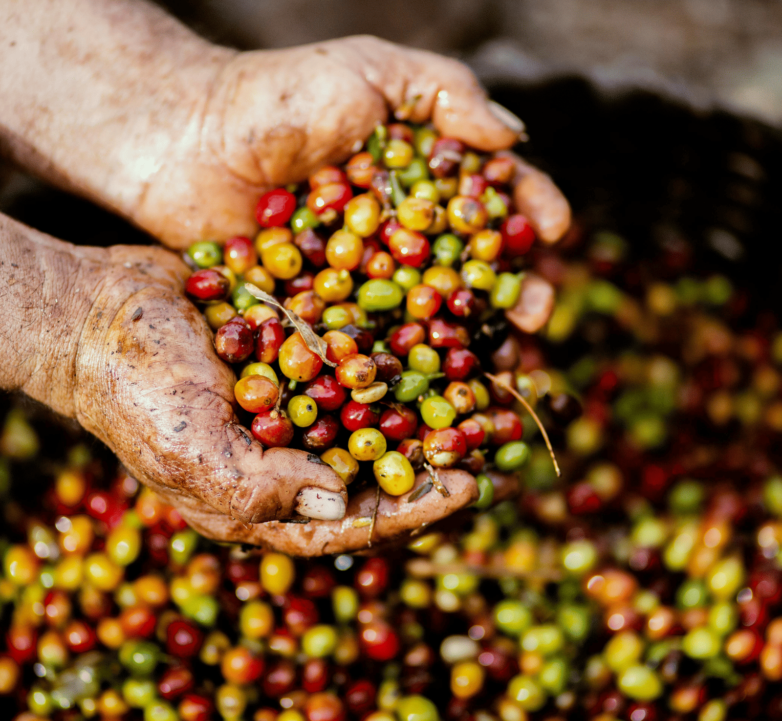 A person's hands scoop up a handful of freshly harvested, multi-coloured coffee berries.