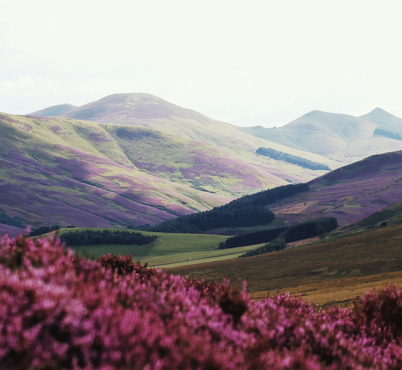 A beautiful valley full of pink tulips with small hills in the background.