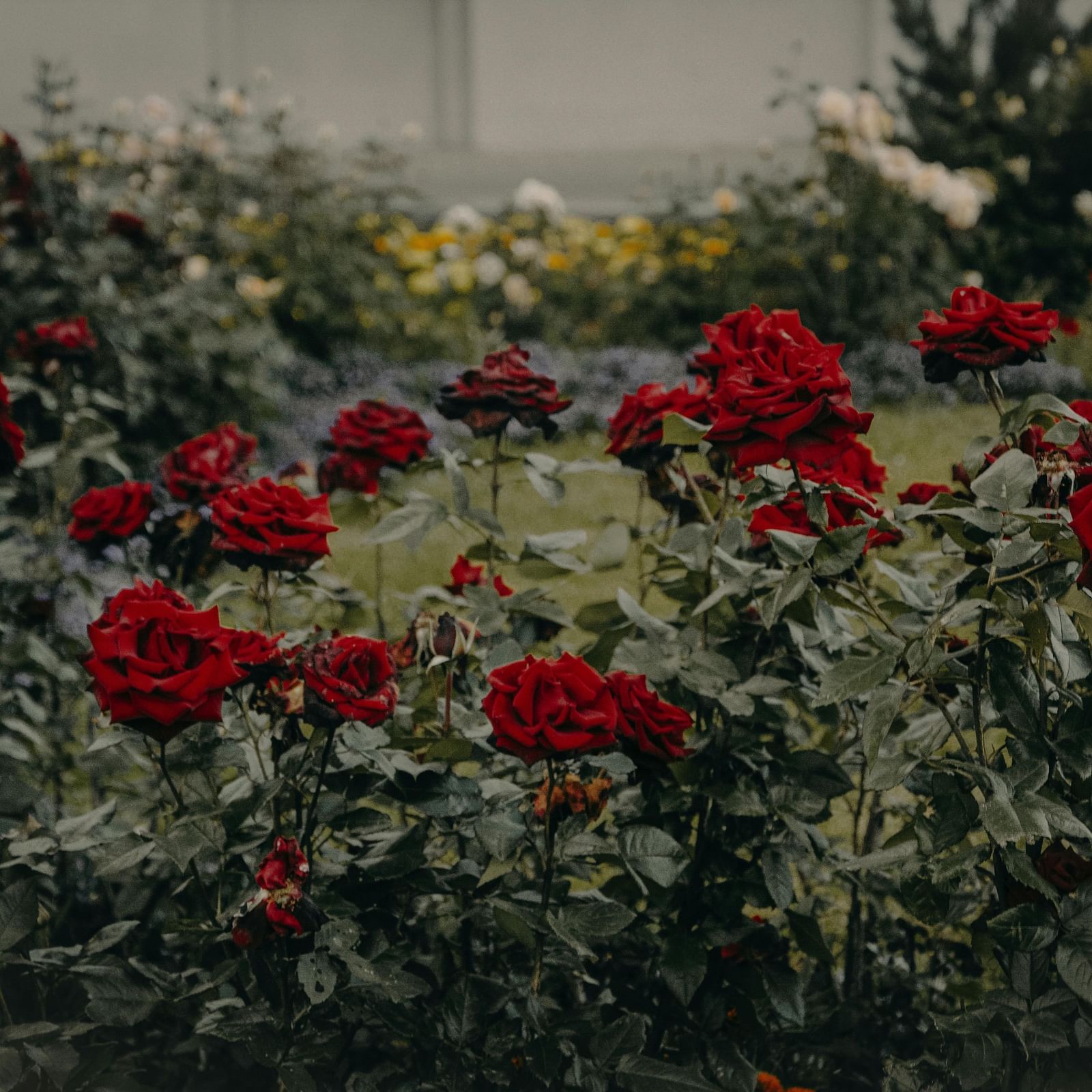 A close-up shot of a bush with red flowers.