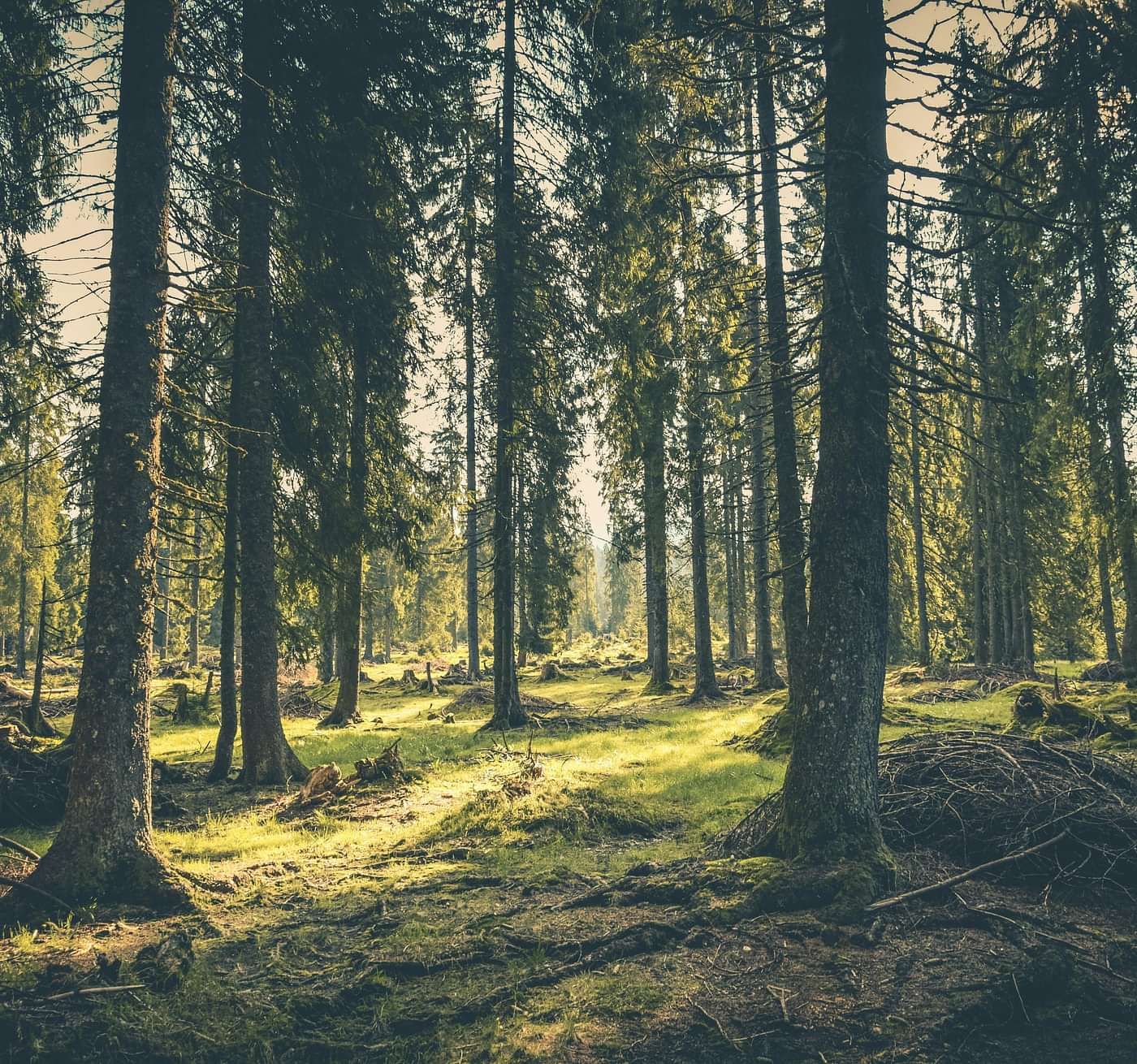 Sunlight streaming through a dense pine forest, casting soft shadows on the moss-covered ground in a tranquil natural setting.
