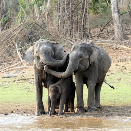 Two elephants and a calf by water in a forest.