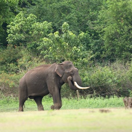 Elephant with tusks in a lush green forest clearing.