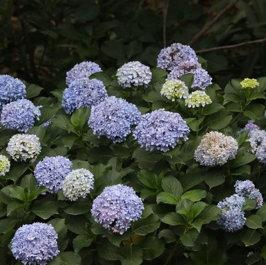 Blooming hydrangea flowers in various colors.