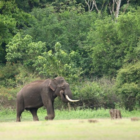 Elephant with tusks in a lush green forest clearing.