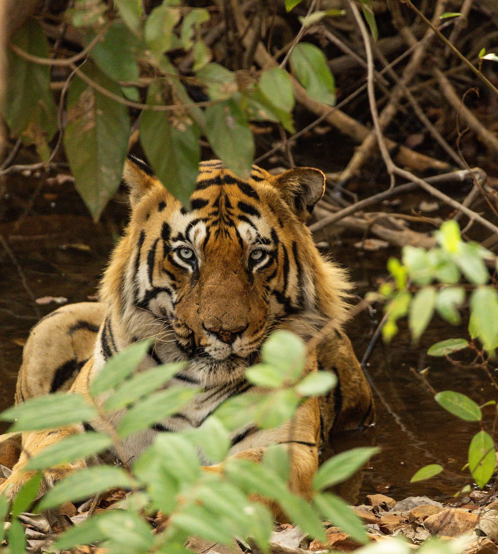 A Bengal tiger looking at the camera at Trees N Tigers, Tadoba.