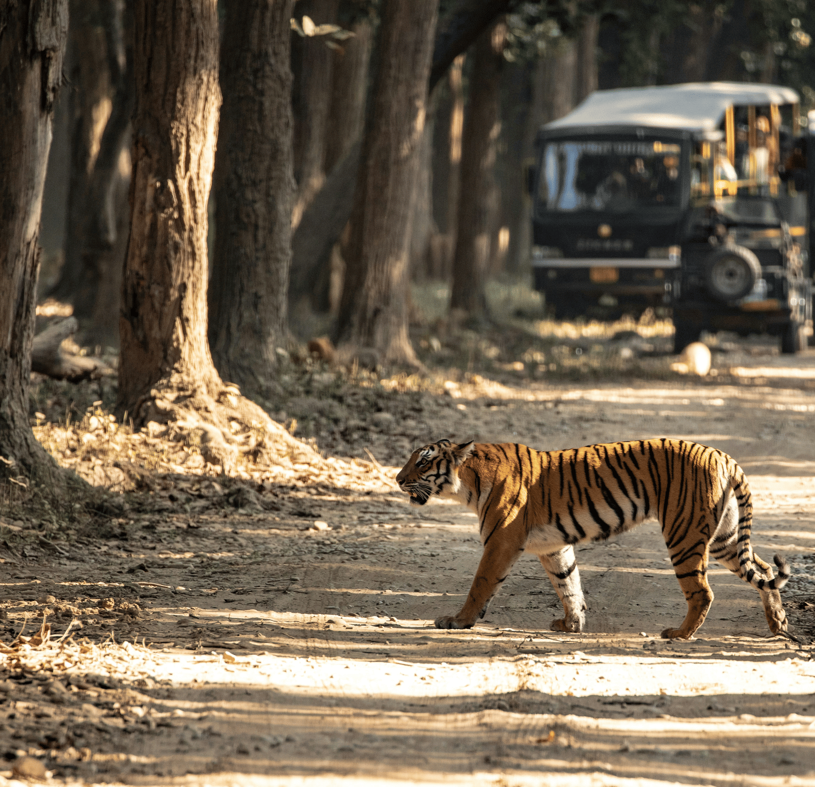 A tiger walks across a dusty forest track while safari vehicles wait in the background amongst the trees.