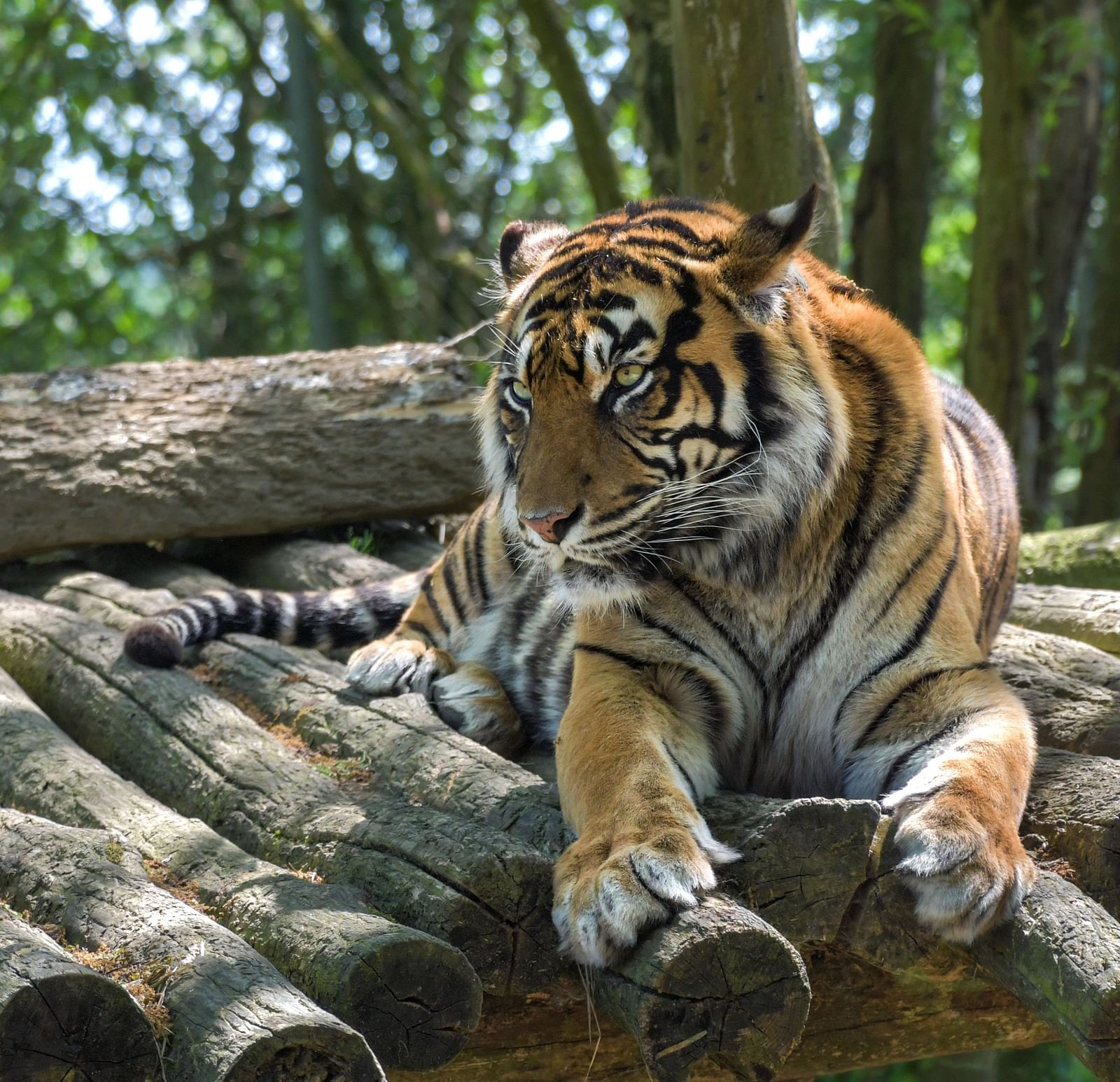 A photo of a tiger resting on a line of logs and the trees in the background.