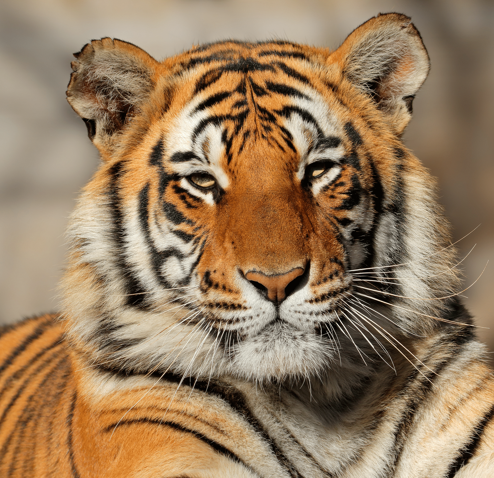 An image of a tiger