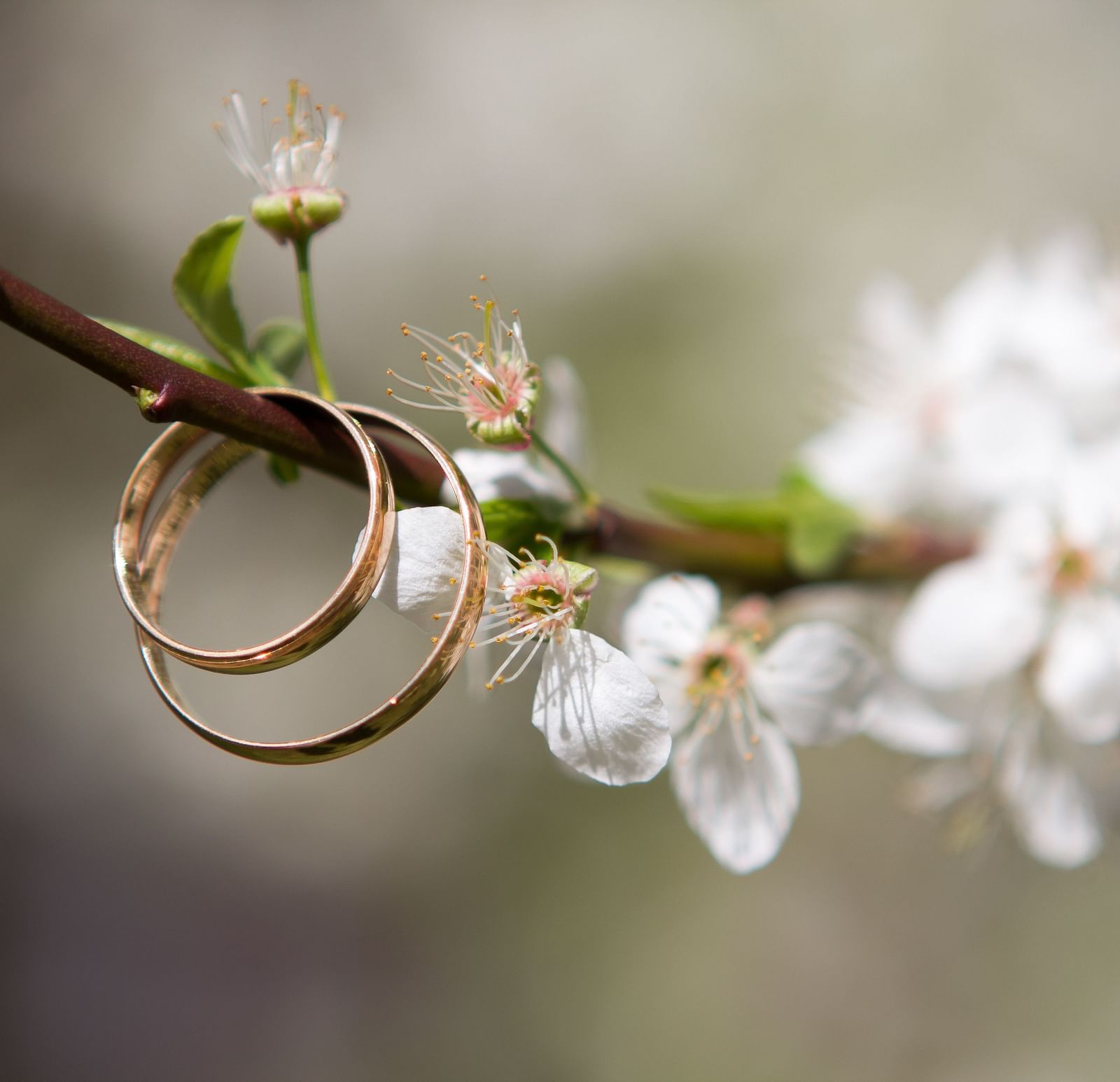 An image of bangles hanged on a tree branch for photo shoot