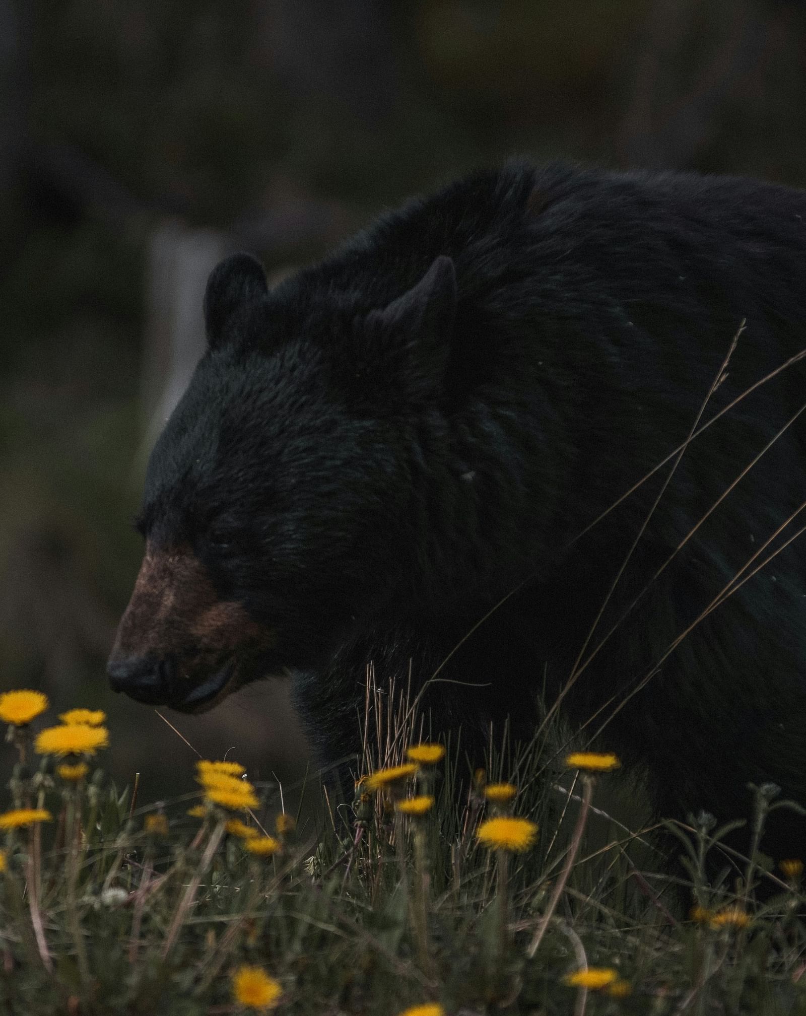 A black bear in front of a group of flowers
