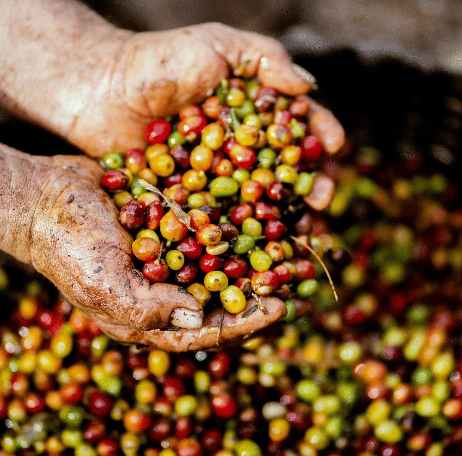A person's hands scoop up a handful of freshly harvested, multi-coloured coffee berries.