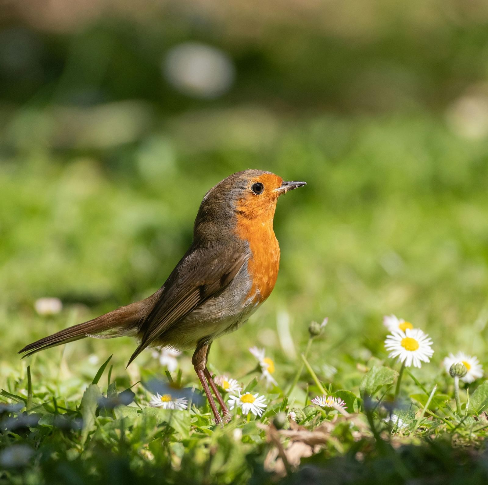 A bird sitting on a grass.