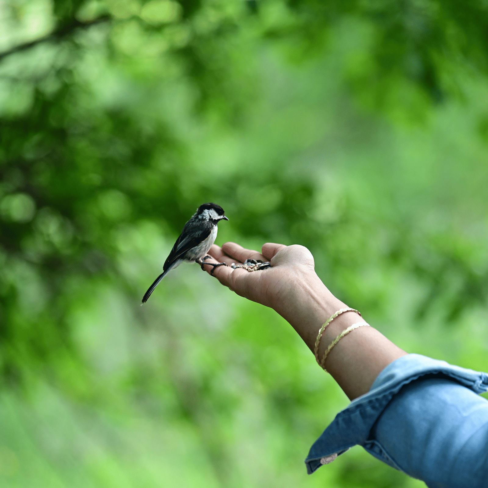 Rocklands Bird Sanctuary, Montego Bay | Birdlife, History & Tips