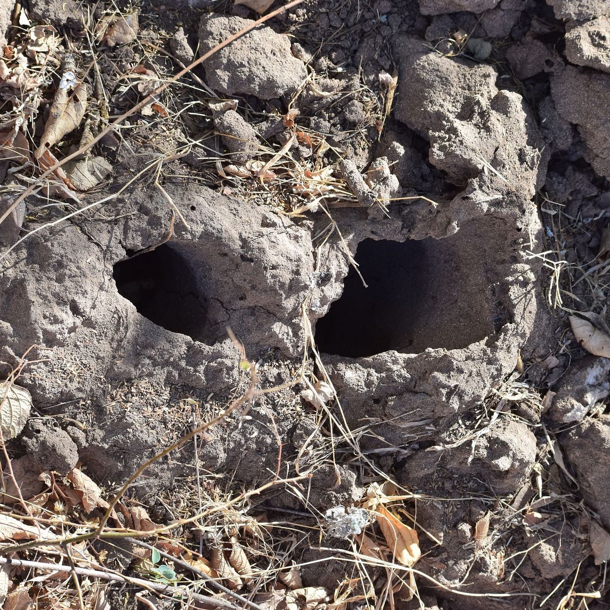 view of a rock with two holes on it