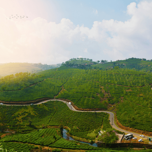 An aerial view of Vamagon's tea estates on the mountain side with the sun shining on the left had side. These tea estates are one of the places to see in Vagamon.