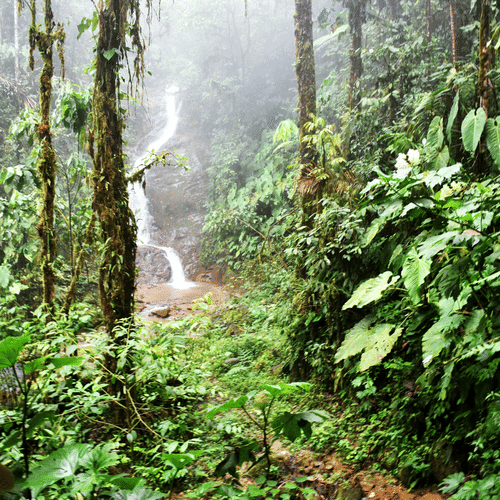 A misty forest trail leading to a waterfall surrounded by lush green foliage and tall trees.