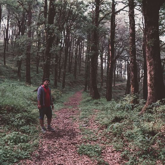 A person on a trekking train surrounded by tall trees and greenery