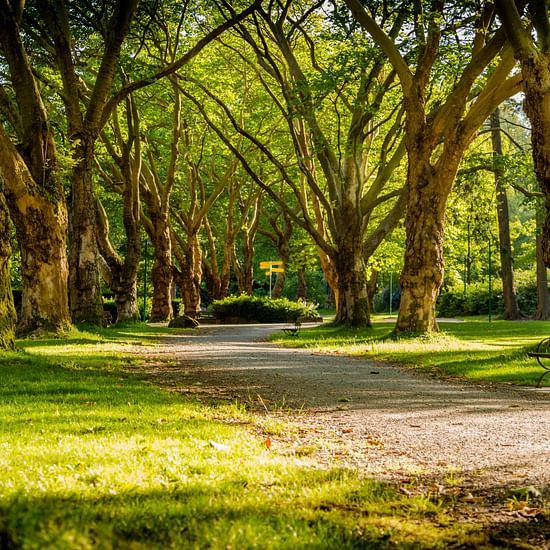 An empty pathway inside a park with trees and grass on either side
