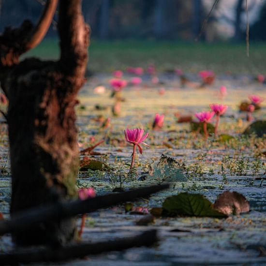 Pink water lilies in a wetland.