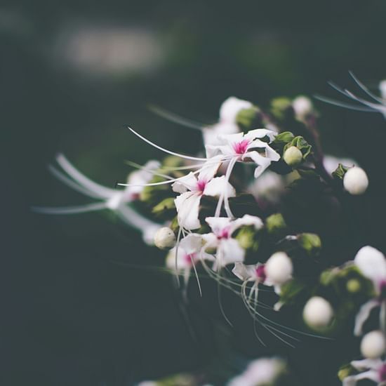 A close up shot of a budding plant with flowers blooming