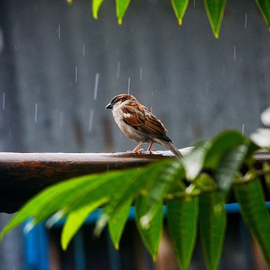 A bird basking in the wettest place in Earth 
