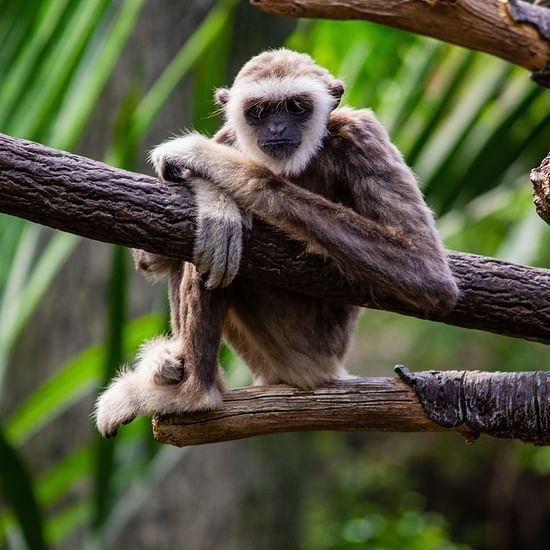 a monkey on a branch