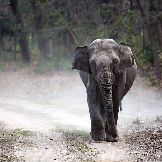elephant walking at jim corbett national park