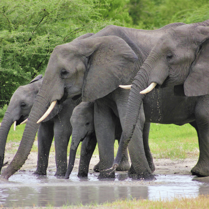 A herd of elephants with a calf standing near a waterbody drinking the water with trees in the background.