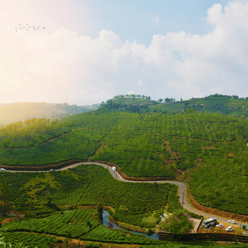 An aerial view of Vamagon's tea estates on the mountain side with the sun shining on the left had side. These tea estates are one of the places to see in Vagamon.