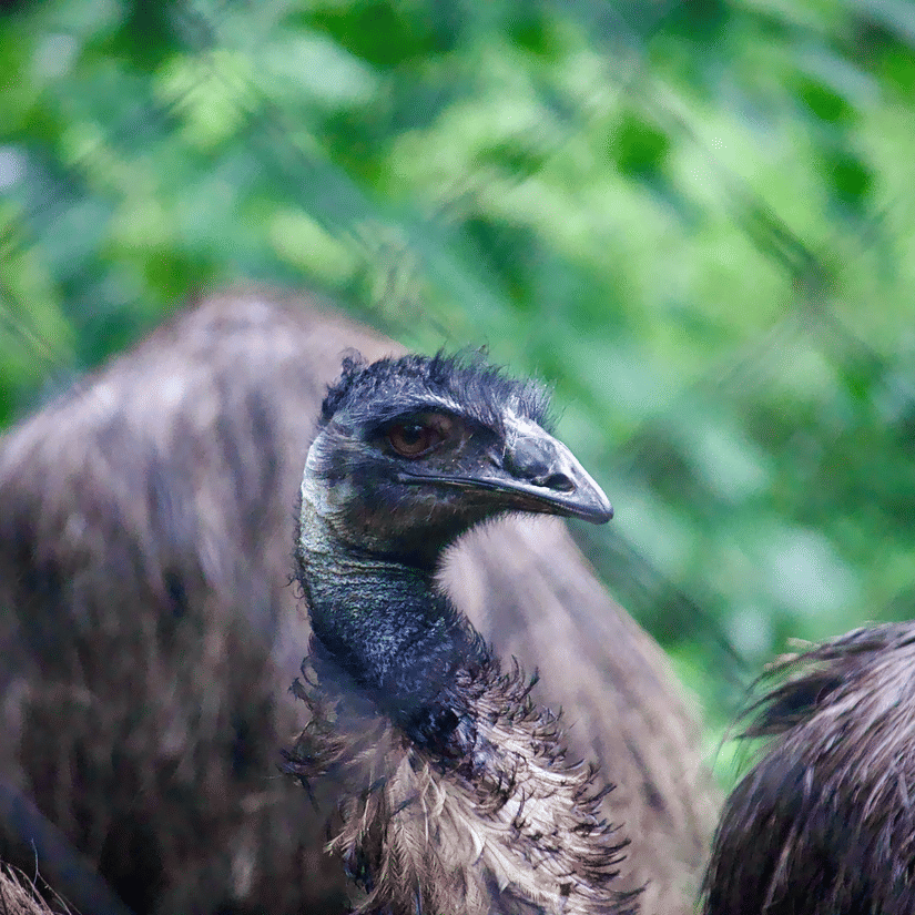 Close-up of an ostrich with dark feathers standing among green foliage at a zoo