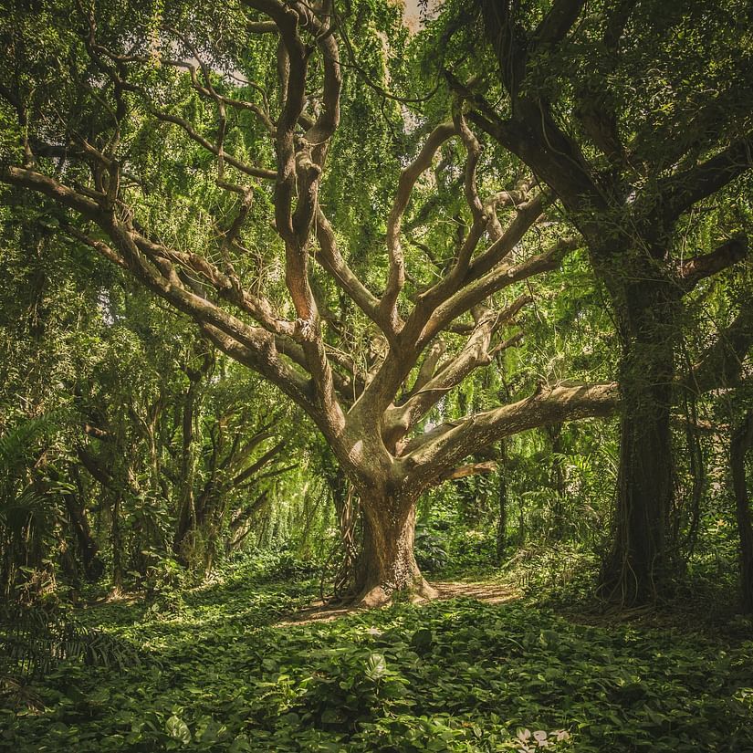 Forest