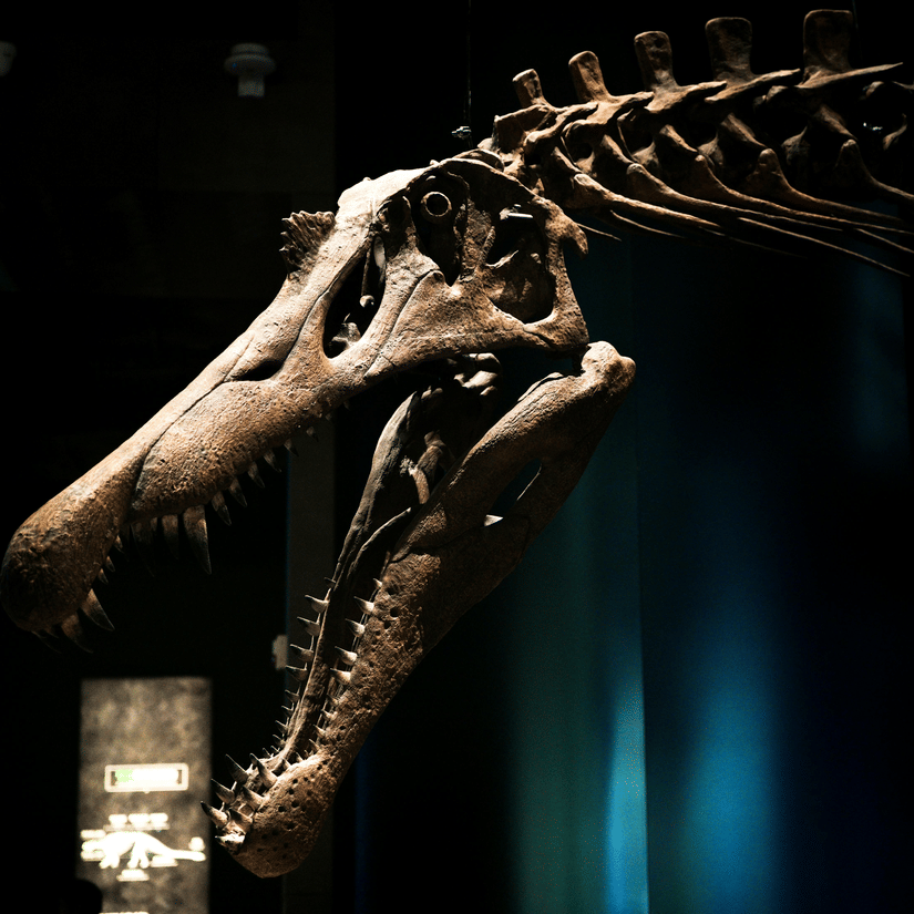Illuminated fossilised animal skeleton showcased in a dark museum exhibit.