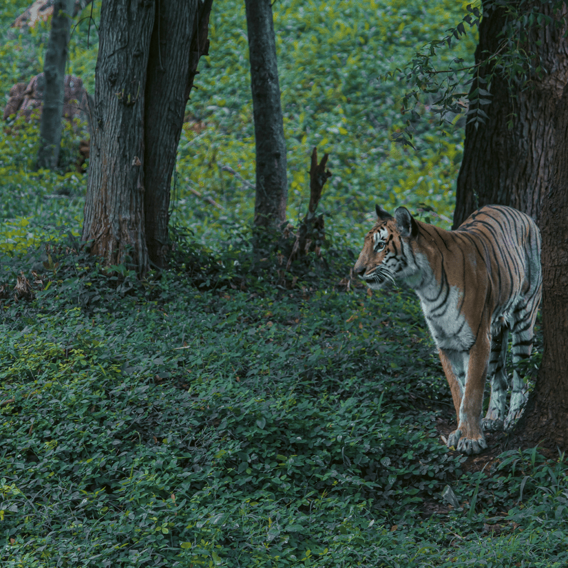 A tiger standing on green forest ground between tall trees, looking ahead in a shaded woodland area.