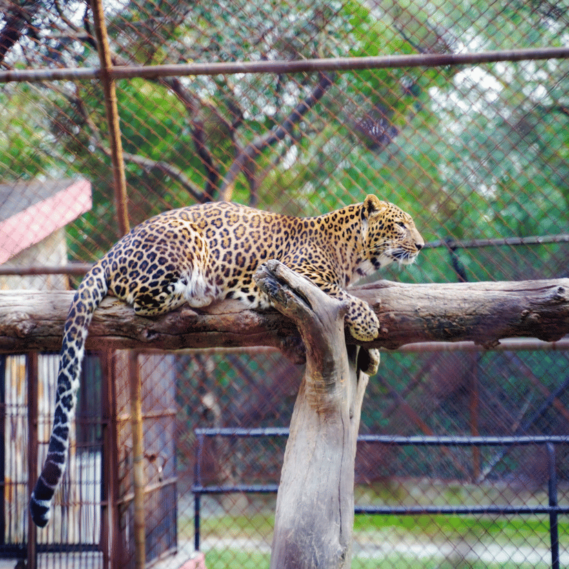 A leopard lying on a wooden platform inside a fenced enclosure, its legs hanging over the side.