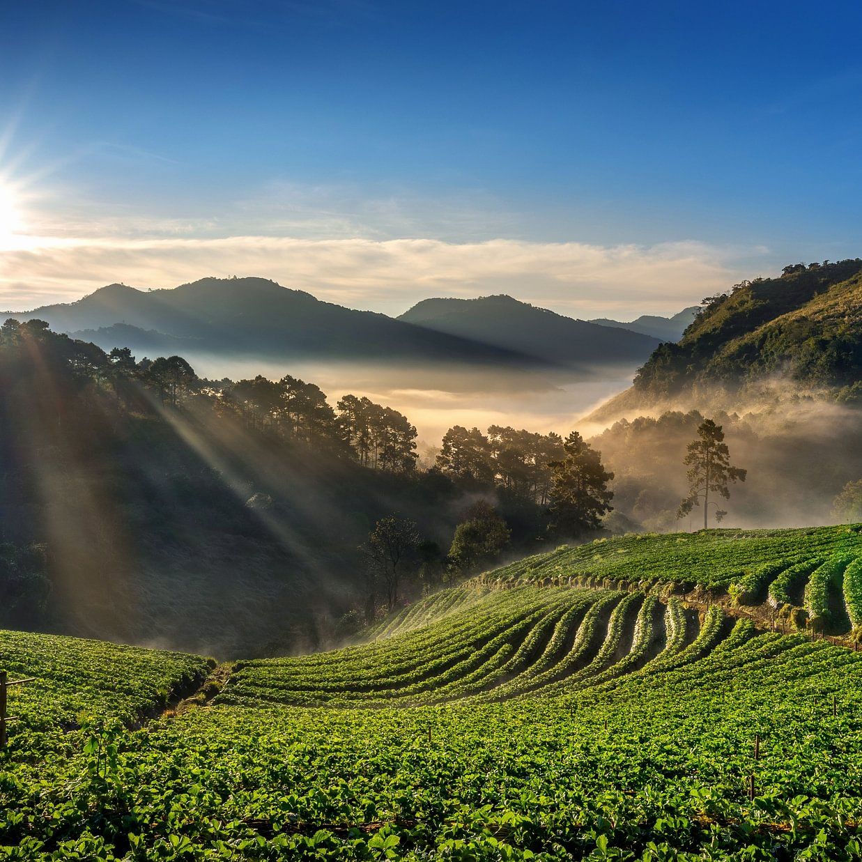 Sunlight streaming over tea plantations in a scenic valley at sunrise in sakleshpur