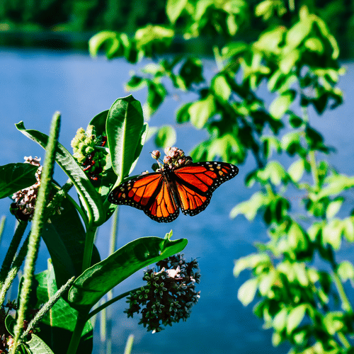 A vibrant orange monarch butterfly hovers near green leaves and budding flowers, with a calm blue lake and lush trees in the background