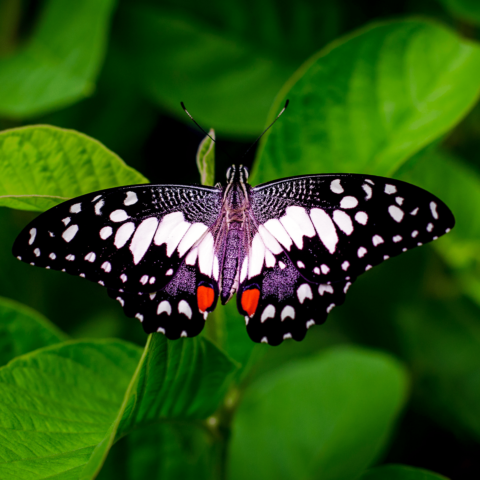 butterfly picnic